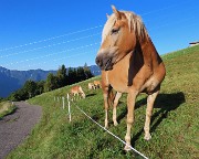 09 Bei cavalli al pascolo